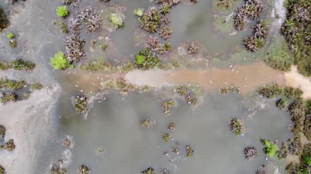 Luchtfoto omlaag kijken witte zilverreiger vogels zoeken voedsel bij watervervuiling wetland vijver - Video