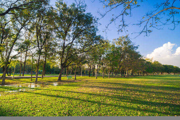 Verde parco pubblico tramonto cielo chiaro con albero e prato - Foto, immagini