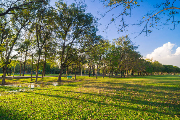 Zöld nyilvános park naplemente fény ég fa és rét - Fotó, kép