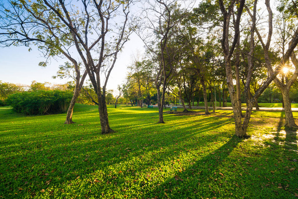 Зеленый общественный парк Закат светлое небо с деревьями и meadow - Фото, изображение