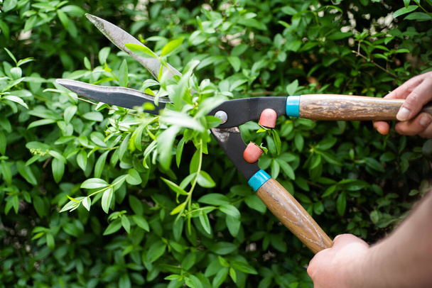 A close-up on trimming, cutting, pruning evergreen boxwood, using hedge shears  - Valokuva, kuva