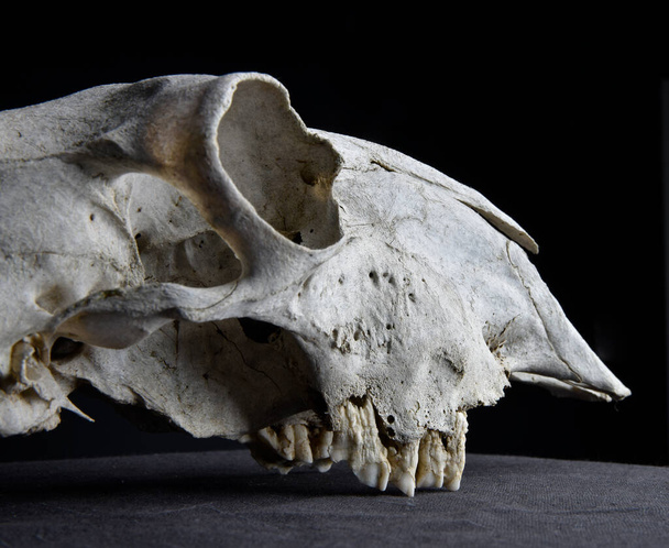close up portrait of a old dried sheep skull bones, isolated on dark studio background.   - 写真・画像