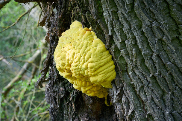 bright yellow common sulfur fungus Laetiporus sulphureus on the trunk of an old willow tree                                - Fotoğraf, Görsel
