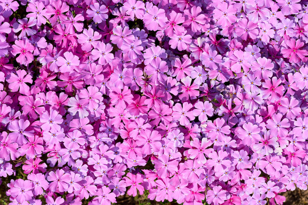   Fiore splendore di flox muschio, Phlox subulata come un eye-catcher in giardino                              - Foto, immagini
