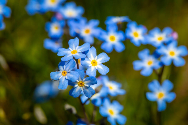 Bahçedeki küçük güzel mavi çiçekler - Fotoğraf, Görsel