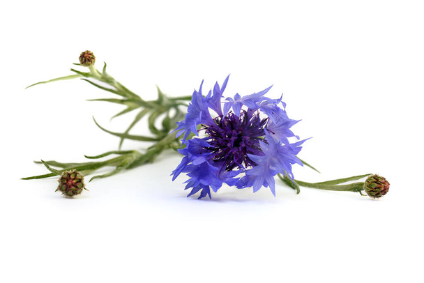 Blue Cornflower Herb or bachelor button flower bouquet isolated on white background - Foto, imagen