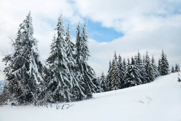 Карпаты, Украина. Прекрасный зимний пейзаж. Форрест засыпан снегом. - Фото, изображение