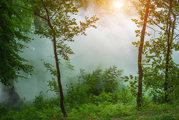 Dense fog in the summer green forest - Фото, зображення