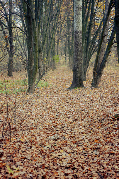 κίτρινα φθινοπωρινά φύλλα στο έδαφος. - Φωτογραφία, εικόνα
