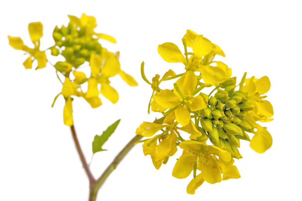 Wild plant; scientific name; brassica juncea - Foto, afbeelding