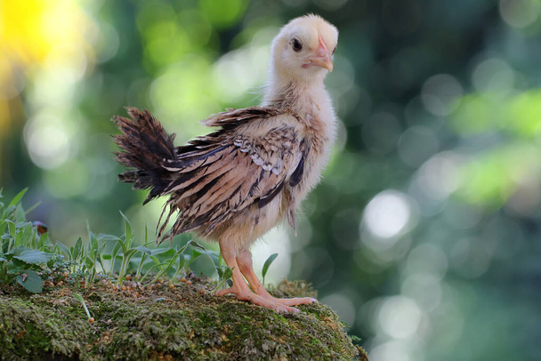 Seekor chick is looking for food. This animal has the scientific name Gallus gallus domesticus. - Photo, Image