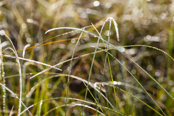 Dew and rime on grass in autumn morning - Photo, Image