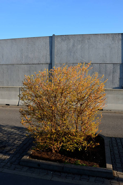 orange sprouting dogwood in a flowerbed in the parking lot in front of a concrete noise barrier. - Foto, afbeelding