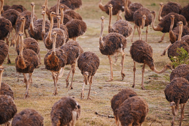 Avestruces en movimiento. Vista recortada de una bandada de avestruces moviéndose a través de un veld en Sudáfrica. - Foto, Imagen