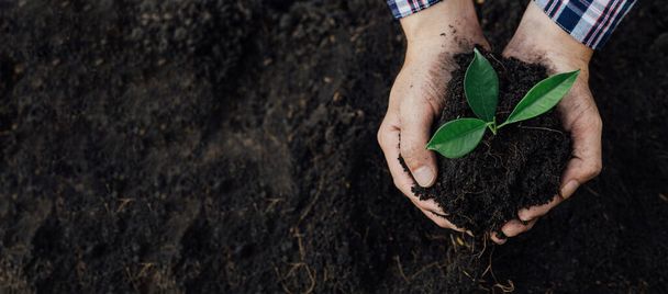 Um homem está plantando mudas de árvores no solo em uma floresta tropical, plantando uma árvore de substituição para reduzir o aquecimento global. O conceito de salvar o mundo e reduzir o aquecimento global. - Foto, Imagem