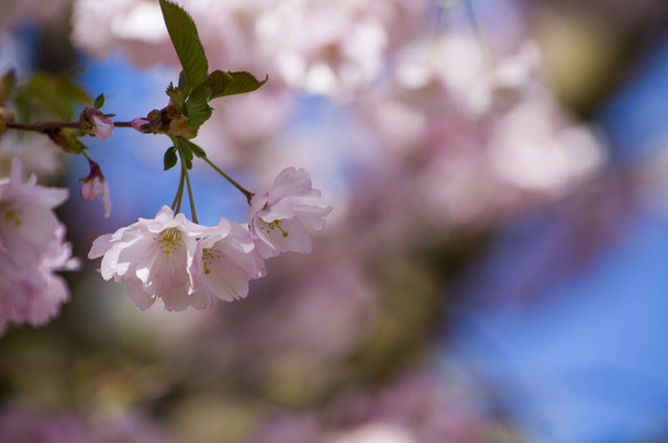 Красива вишня цвіте в парку. Крупним планом сакура повна квітучих рожевих квітів навесні в мальовничому саду. Гілки дерева над сонячним блакитним небом. Текстура квіткового візерунка, шпалери
 - Фото, зображення