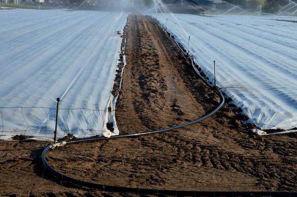 a mezőgazdasági termelők védik a termesztett zöldségeket és burgonyát a fehér könnyű szövettel rendelkező tavaszi fagyoktól. Ezen anyag felett a geotextilt permetezők öntözik, mert megakadályozza a víz elpárolgását. - Fotó, kép
