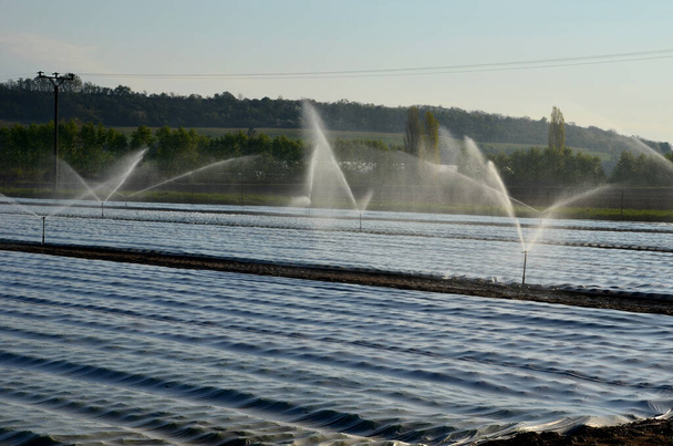 zemědělci chrání obdělávanou zeleninu a brambory před jarními mrazy s bílou světlou tkaninou. nad touto látkou je geotextilie zavlažována postřikovači, protože zabraňuje odpařování vody - Fotografie, Obrázek