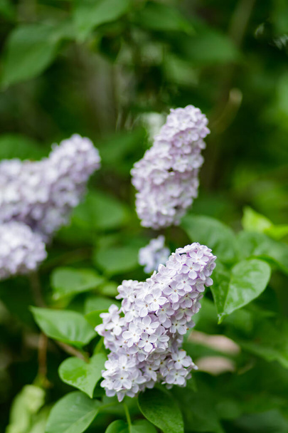 Purple lilac flowers on a blurred background. Lilac bush blossom. Spring concept - Valokuva, kuva