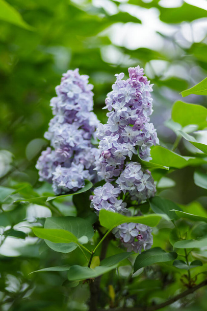 Purple lilac flowers on a blurred background. Lilac bush blossom. Spring concept - Foto, afbeelding