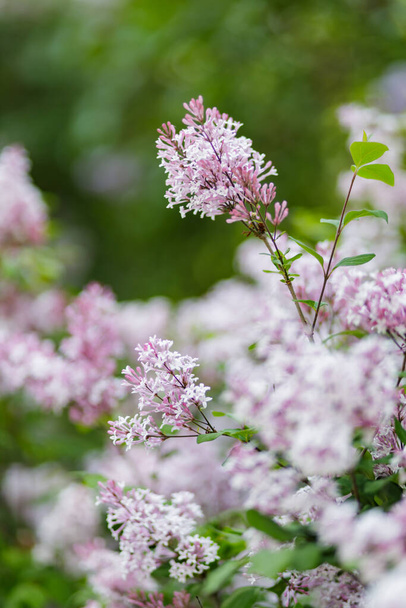 Purple lilac flowers on a blurred background. Lilac bush blossom. Spring concept - 写真・画像
