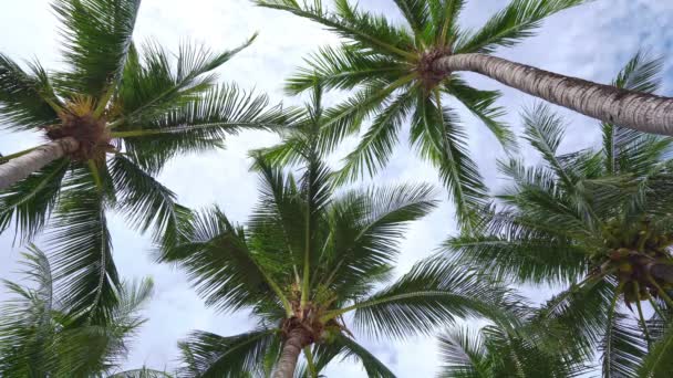 Güneşli yaz gününde hindistan cevizi palmiyesinin alt görüntüsü tropik havalarda Hindistan cevizli palmiye ağaçlarının alt görüntüsü Pofra adasında güzel bir gün - Video, Çekim