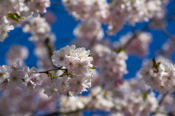 Kaunis kirsikka kukkii puistossa. Lähikuva Sakura puu täynnä kukkivat vaaleanpunaiset kukat keväällä viehättävässä puutarhassa. Puun oksat aurinkoisella sinisellä taivaalla. Kukka kuvio rakenne, tapetti - Valokuva, kuva