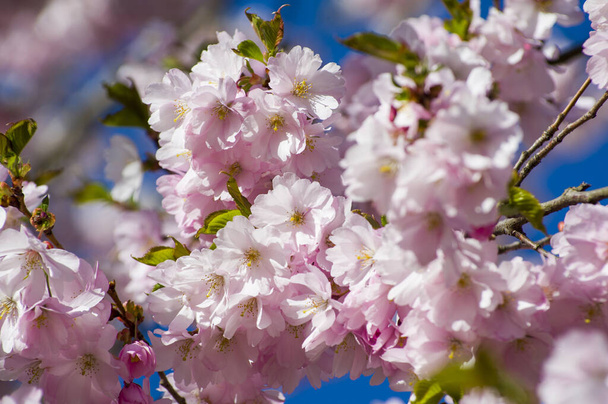 Beautiful cherry blossoms in park. Close-up of sakura tree full in blooming pink flowers in spring in a picturesque garden. Branches of the tree over sunny blue sky. Floral pattern texture, wallpaper - Foto, immagini
