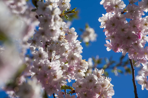 Beautiful cherry blossoms in park. Close-up of sakura tree full in blooming pink flowers in spring in a picturesque garden. Branches of the tree over sunny blue sky. Floral pattern texture, wallpaper - Φωτογραφία, εικόνα