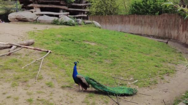 A blue peacock fanning its tail on green grass - Footage, Video