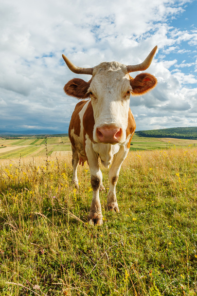 Vaca curiosa en el campo
 - Foto, Imagen