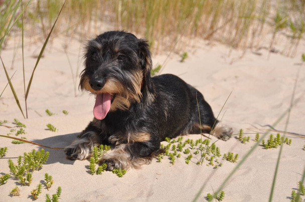 Wire haired dachshund dog sitting on sand - Fotó, kép