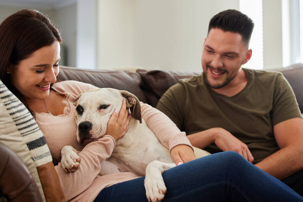Hes our fur baby. Cropped shot of a dog sitting at home with his human parents. - Foto, imagen