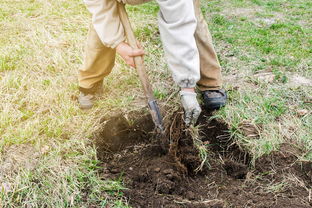 Робочий чоловік фермер ноги копають оранку грунту, грунт з лопатою в гумових чоботях в садовому лісі навесні або восени, агрономія крупним планом
. - Фото, зображення