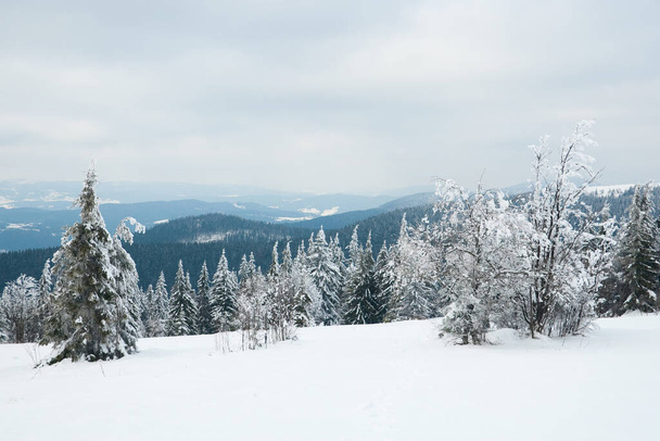 Montagne carpatiche, Ucraina. Bellissimo paesaggio invernale. Il bosco è coperto di neve. - Foto, immagini
