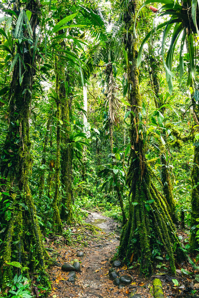 Ecuador Tropical Rainforest. Hiking trail in Amazon Cloud Forest. Jungle path to Hola Vida Waterfall. Puyo, Ecuador. South America. - Photo, Image