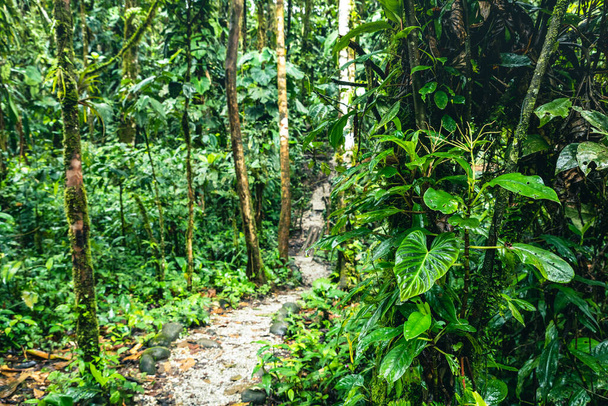 Ecuador Tropical Rainforest. Hiking trail in Amazon Cloud Forest. Jungle path to Hola Vida Waterfall. Puyo, Ecuador. South America. - Photo, Image