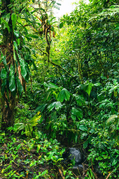 エクアドル熱帯雨林。アマゾンクラウドフォレストのハイキングコース。ホラ・ヴィダ滝へのジャングルの道。エクアドルのプヨ。南米. - 写真・画像
