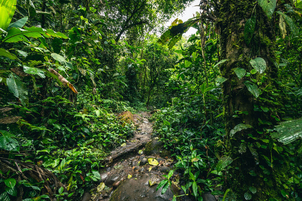 Cascada Hola Vida. Waterfall in Puyo. Tropical Green Rainforest in Amazon. Ecuador. South America. - Photo, Image
