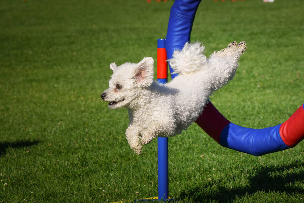 Le chien saute dans le pneu d'agilité. Journée incroyable sur l'agilité tchèque formation privée - Photo, image