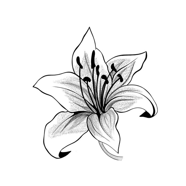 beautiful monochrome black and white bouquet lily isolated on background. Hand-drawn. design greeting card and invitation of the wedding, birthday, Valentines Day, mothers day and other holiday - Photo, Image