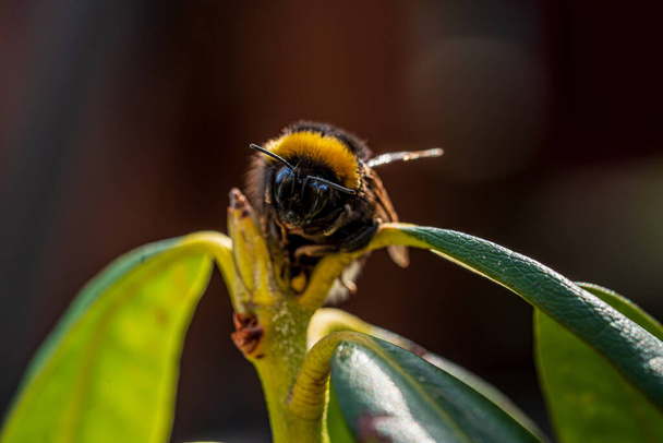 Bumble bee caught in action - Foto, Imagem
