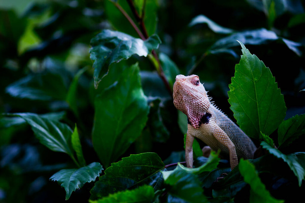 Jaszczurka ogrodowa na gałęzi rośliny w swoim naturalnym środowisku - Zdjęcie, obraz