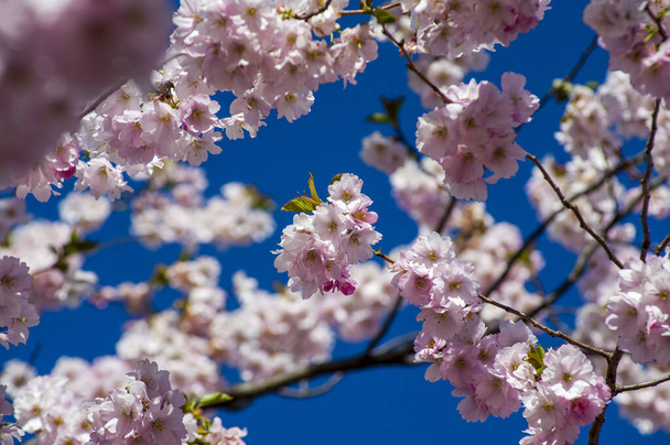 Beautiful cherry blossoms in park. Close-up of sakura tree full in blooming pink flowers in spring in a picturesque garden. Branches of the tree over sunny blue sky. Floral pattern texture, wallpaper - Valokuva, kuva