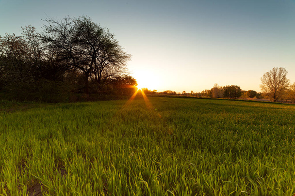 green wheat field at sunset sun glare grass summer day trees sky rows - Valokuva, kuva