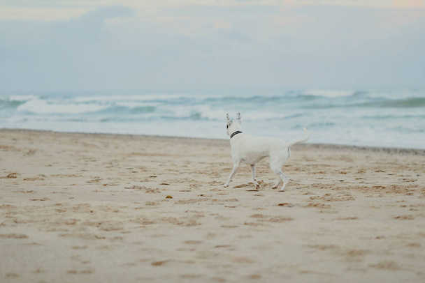 Μικρό μαύρο και άσπρο μικτή φυλή τεριέ αλεπού παίζει σε αμμώδη σκύλο φιλικό παραλία - Φωτογραφία, εικόνα