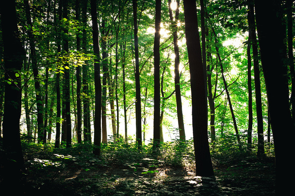 Bosque verde
 - Foto, imagen
