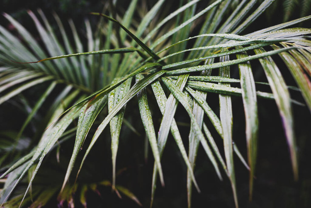 palm frond with raindrops from a tropical storm, close-up shot at extremely shallow depth of field - 写真・画像