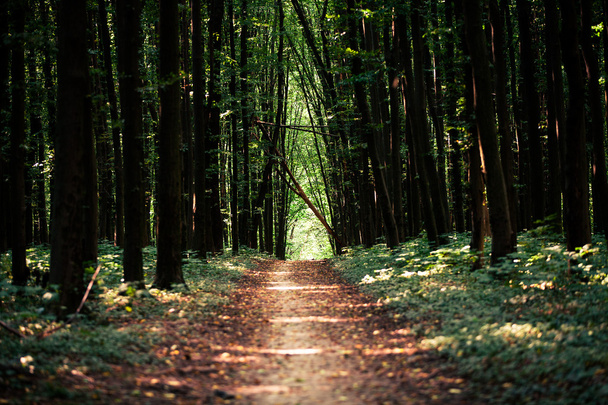 Green forest - 写真・画像