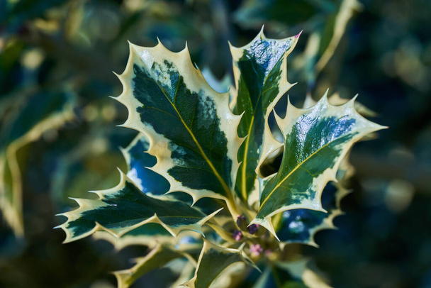 Common leaved holly or aquifolium plant - 写真・画像